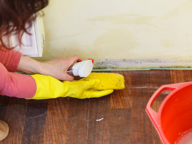 Best Mold Prevention Services  in Port Barrington, IL